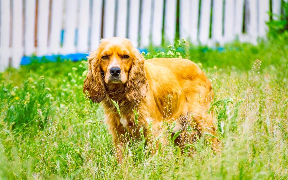 Transitar el duelo por la pérdida de una mascota no es nada fácil