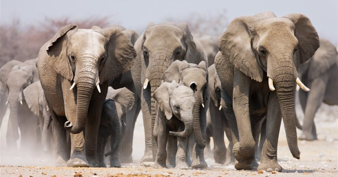 S.O.S en el día mundial del elefante