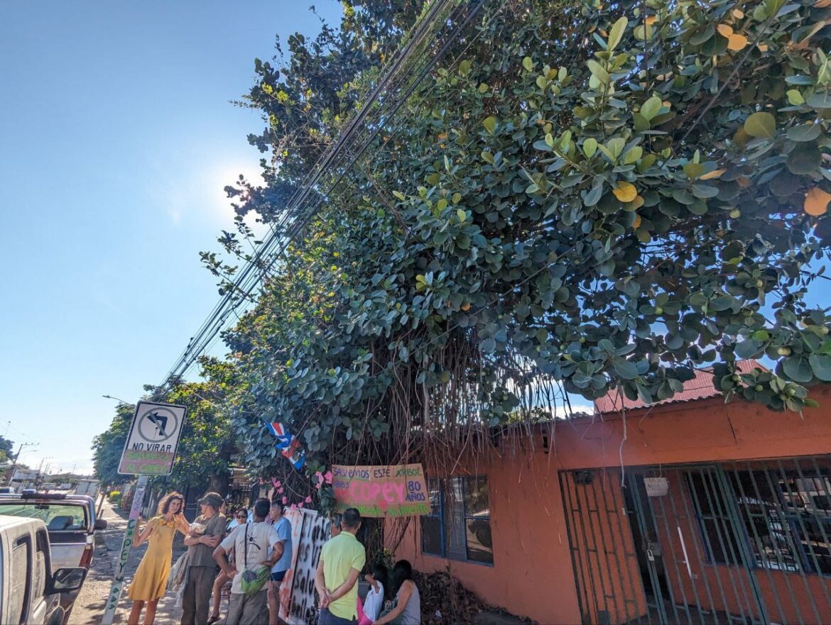 La enseñanza de los vecinos de Belén: “no es sólo un árbol”