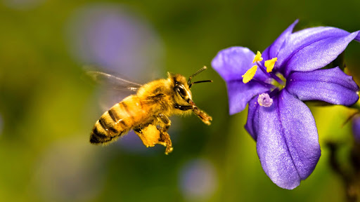 Cual abeja y flor