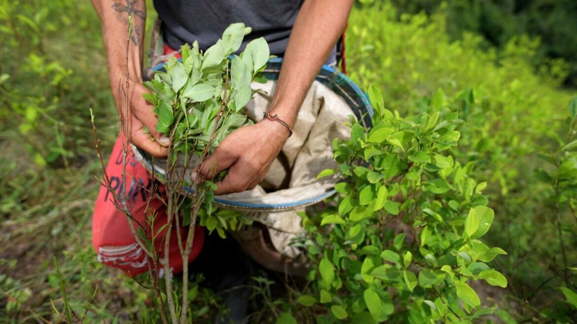 Crece producción de cocaína en Centroamérica