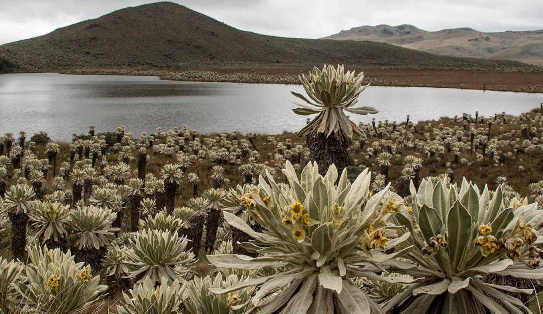 Paz con la naturaleza