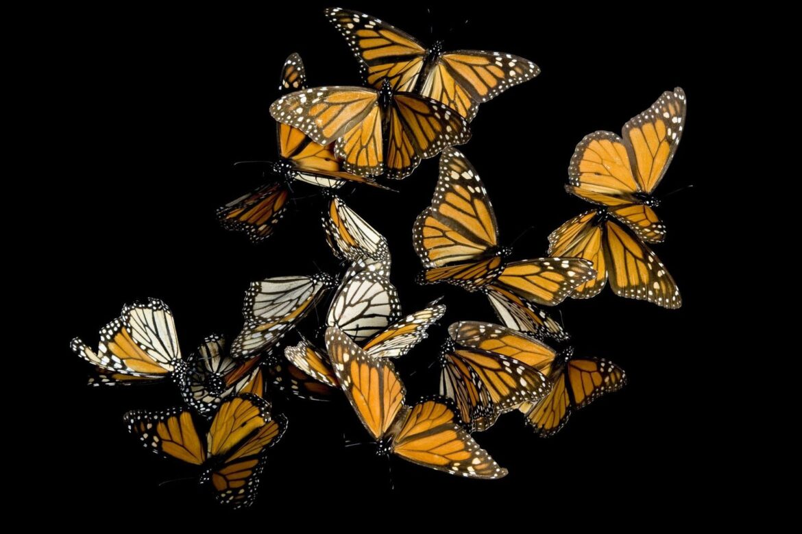 Migraciones animales: el caso de la mariposa Monarca