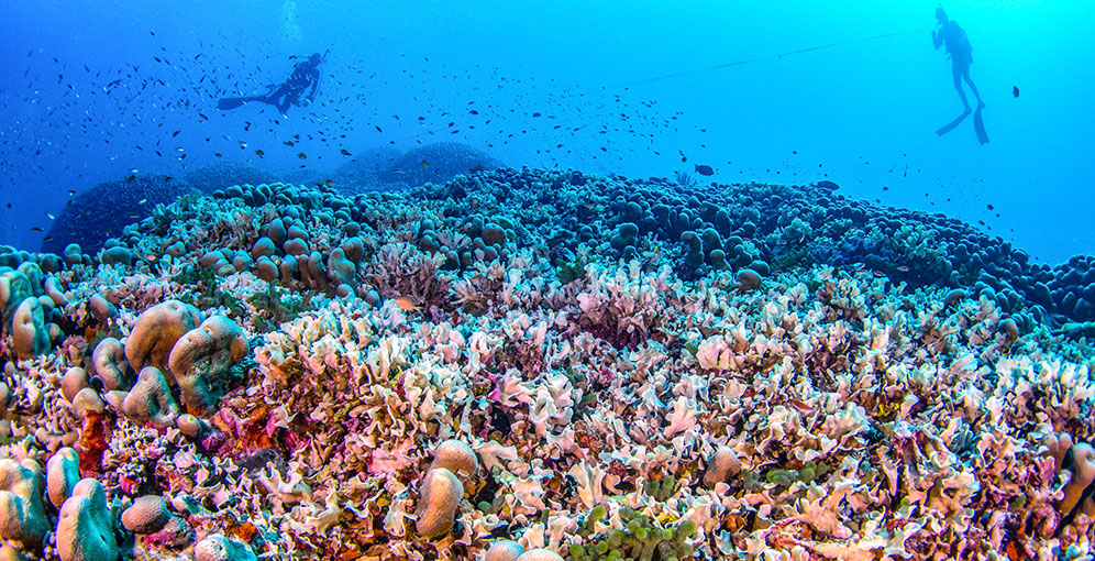 Descubren el coral más grande del mundo en las Islas Salomón