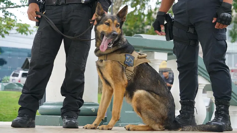 Héroes caninos: merecido homenaje por parte del OIJ