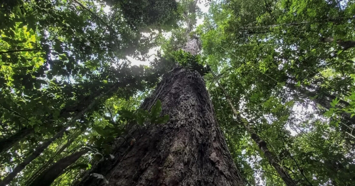 Descubren el árbol más alto de América del Sur