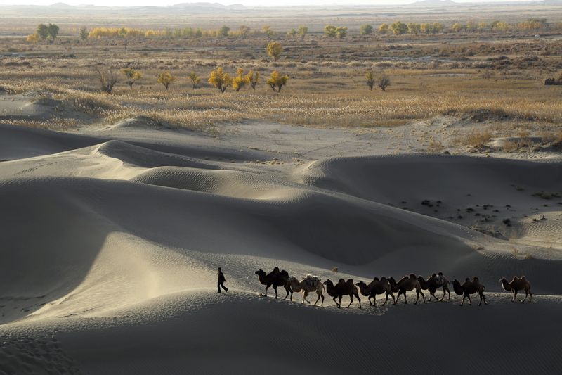 China completa cinturón verde alrededor de su mayor desierto