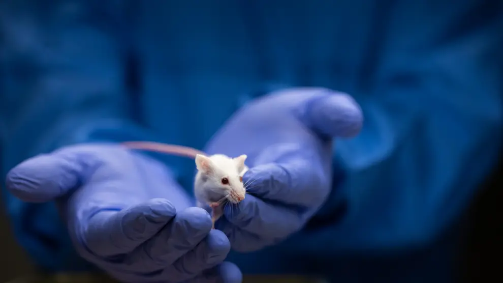 Descubren terapia innovadora que revierte el daño del alzhéimer en ratones