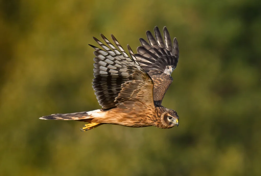 RSPB Geltsdale: el santuario de aves más grande de Inglaterra