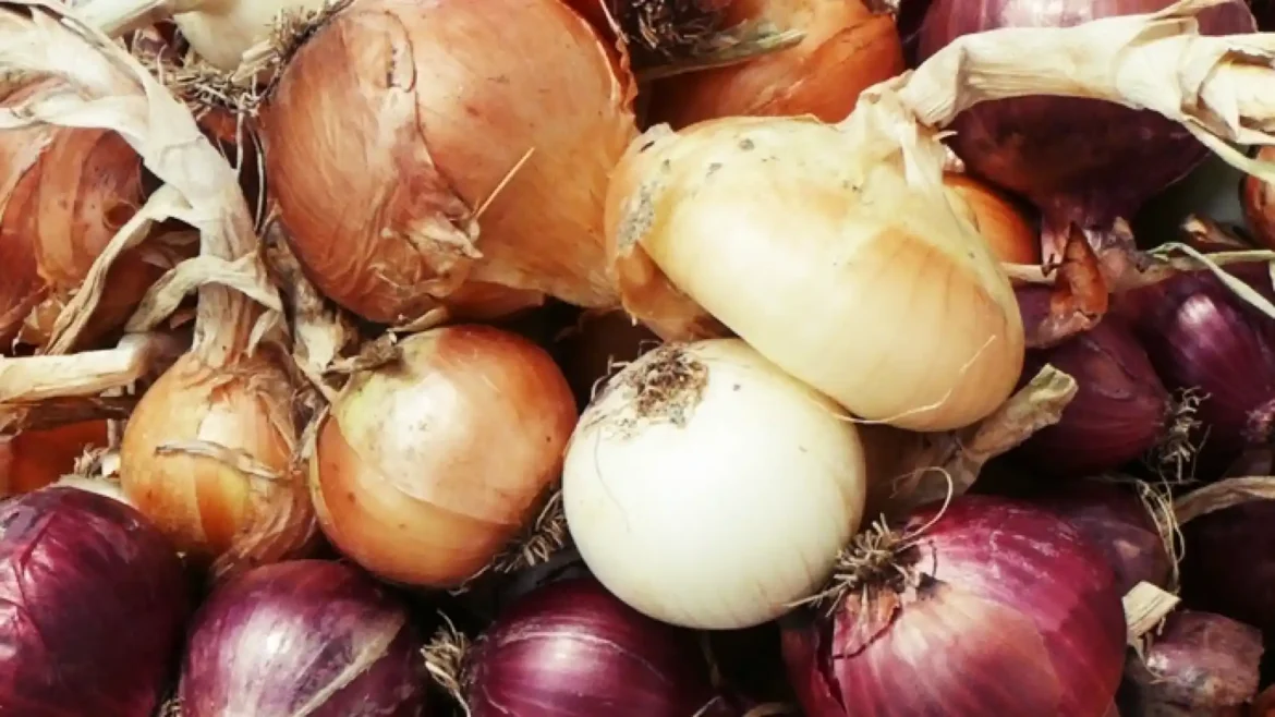 La cebolla: la reina de las verduras