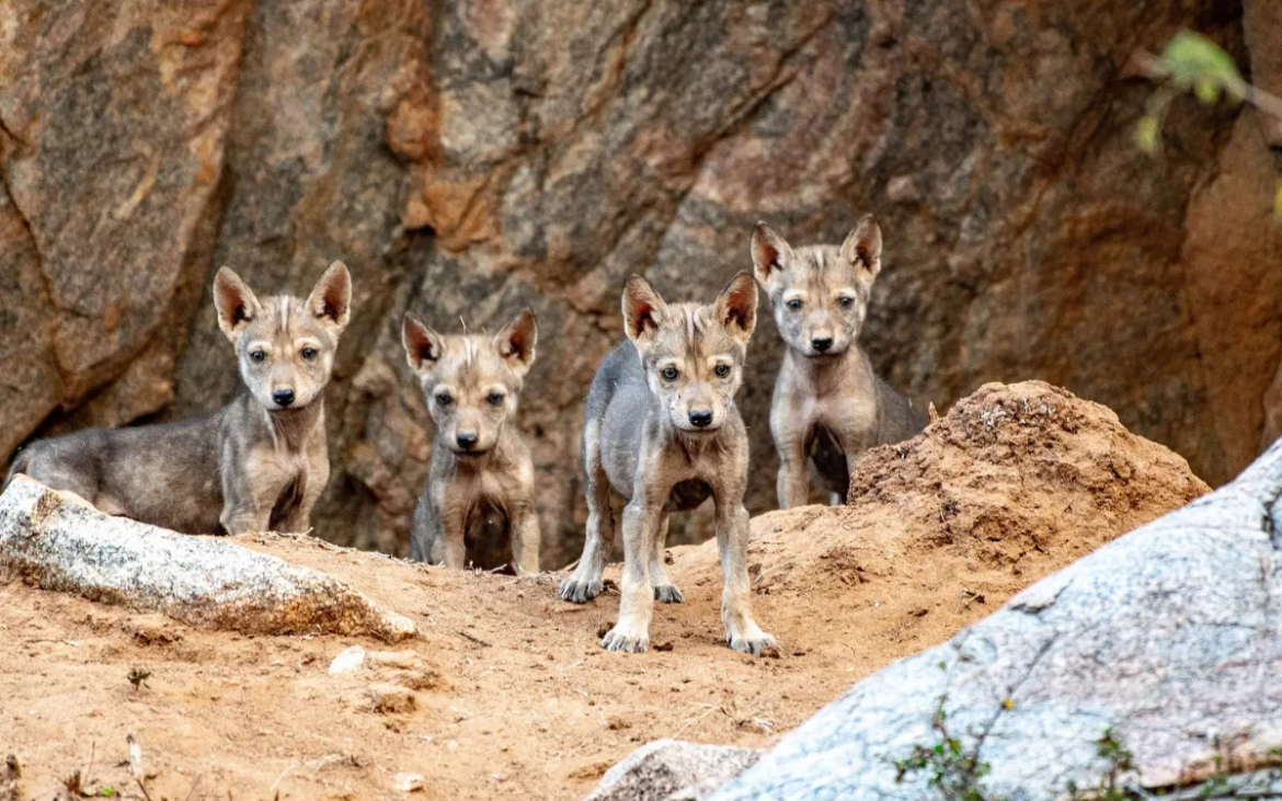 Nacen ocho cachorros de lobo gris indio, especie en peligro de extinción