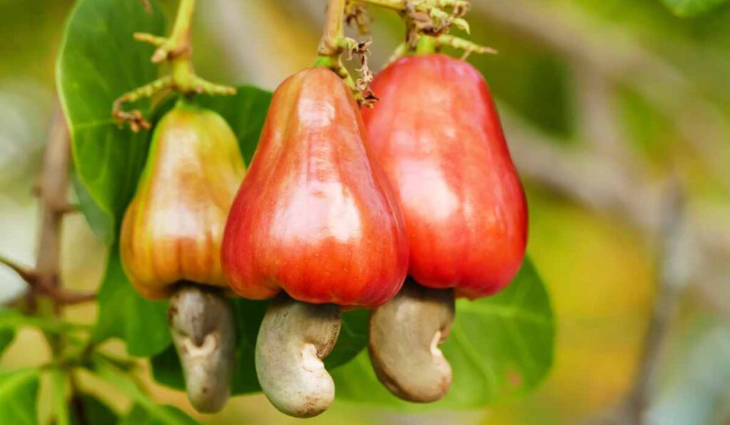 Marañón: “el fruto del diablo”