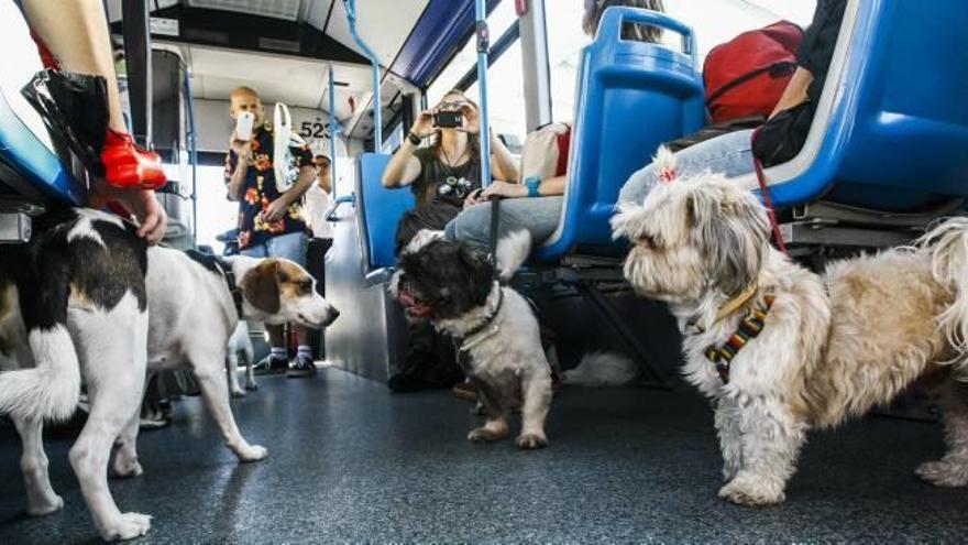 Transporte público para las mascotas, un tema por regular