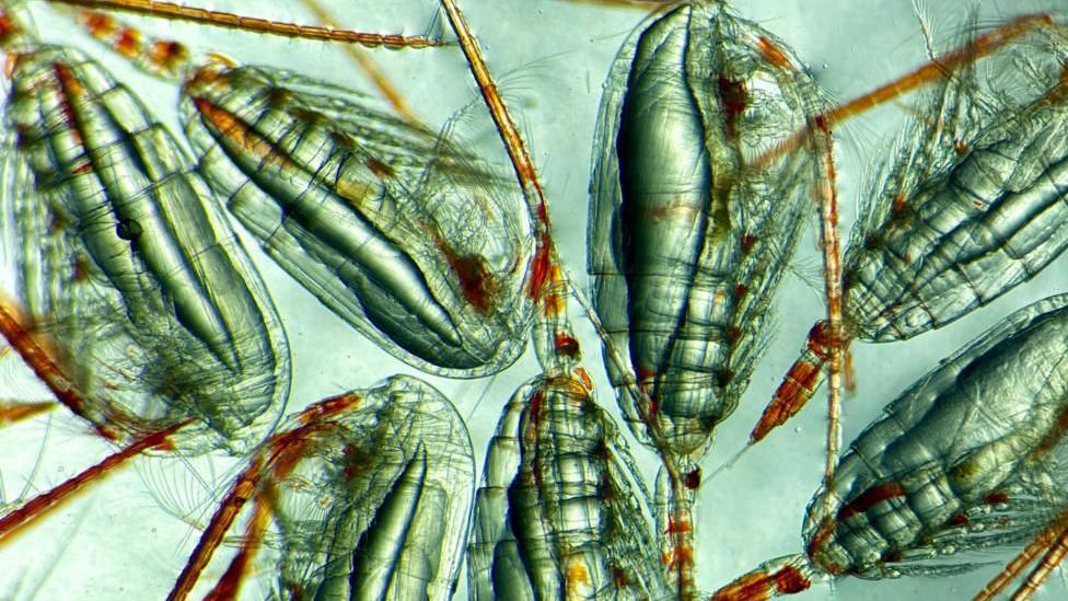 Los diminutos animales que están ayudando a reducir el calentamiento global