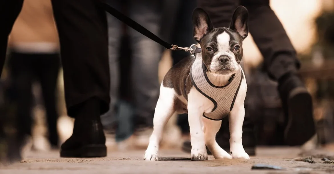 ¿Pet friendly?