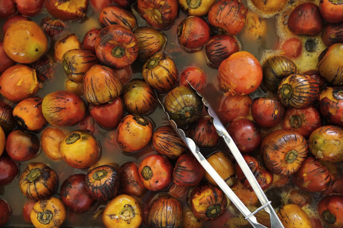 El pejibaye: alimento funcional de nuestros ancestros