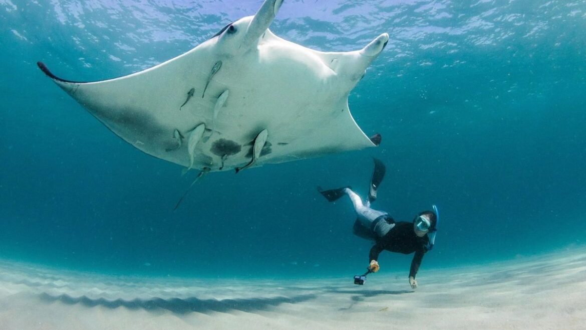 Identifican nueva especie de manta raya, la tercera conocida en el mundo