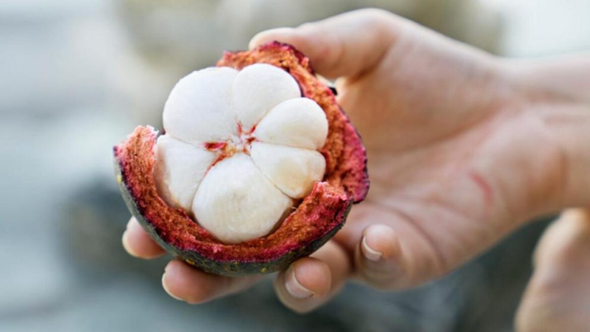 El Mangostán: “la Reina de las Frutas”