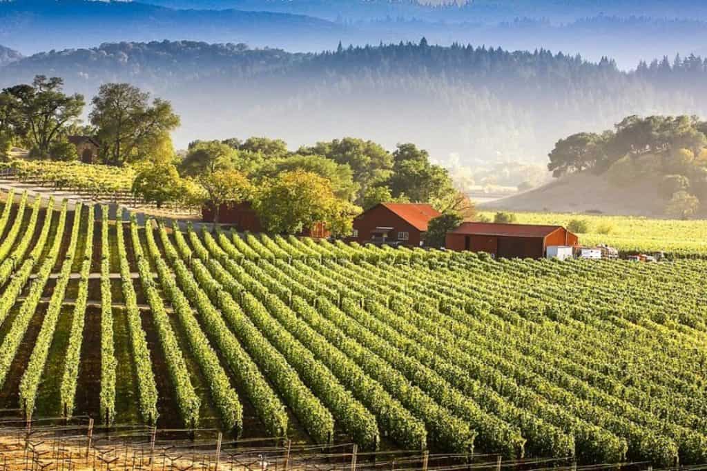 Napa Valley: la estrella de la producción de vinos en Estados Unidos.