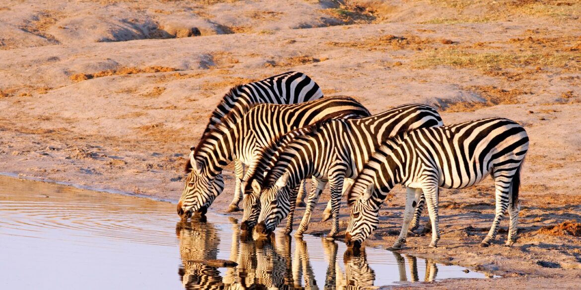 Parque Nacional Hwange: la reserva natural más grande de Zimbawe