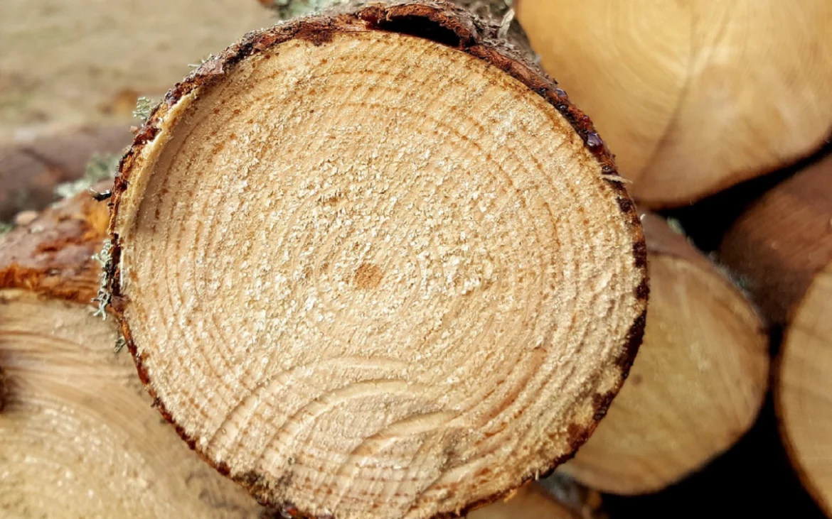 Crean una supermadera más resistente y ecológica que el acero