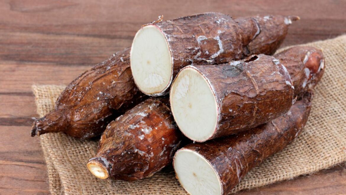 La Yuca: un alimento energético esencial