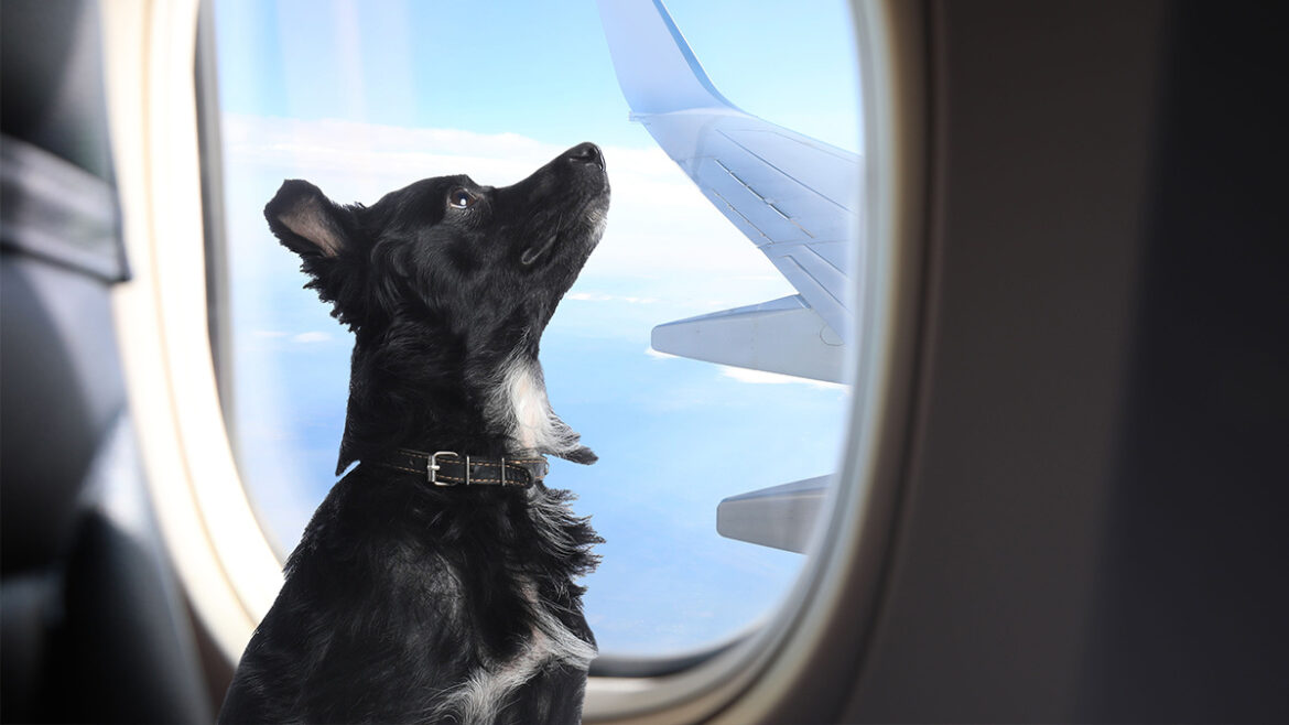 Líneas aéreas y trato a las mascotas
