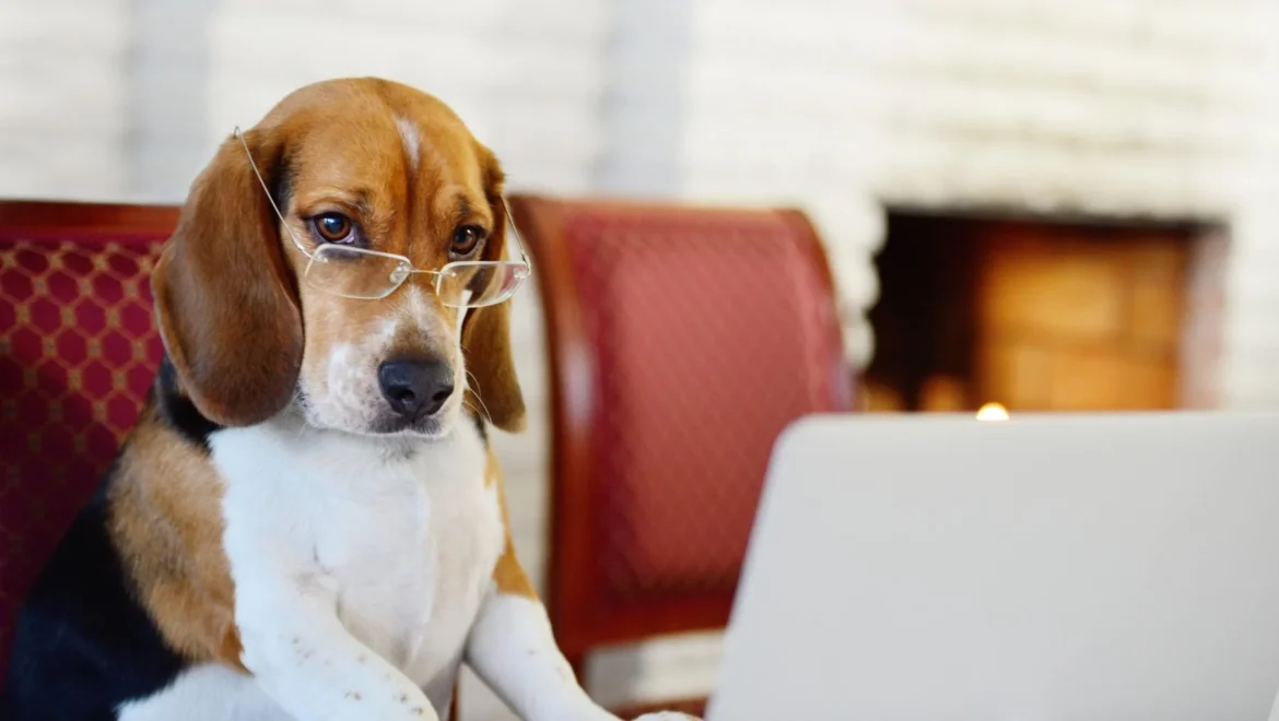 Subestimamos la inteligencia de los animales