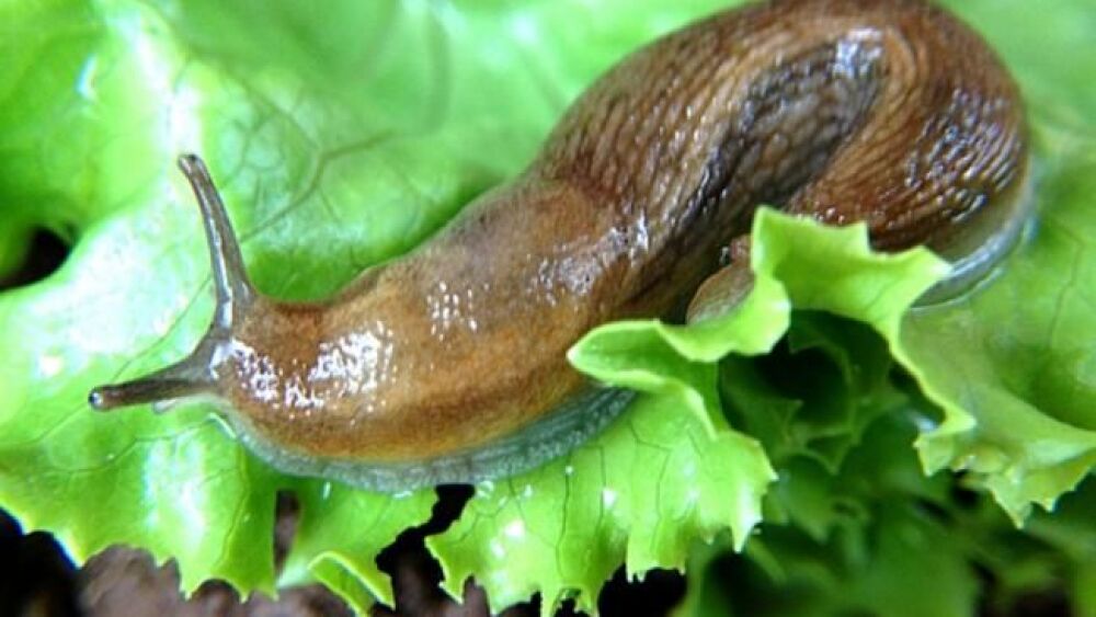 ¿Sopa de caracol? ¡Pegamento de caracol!