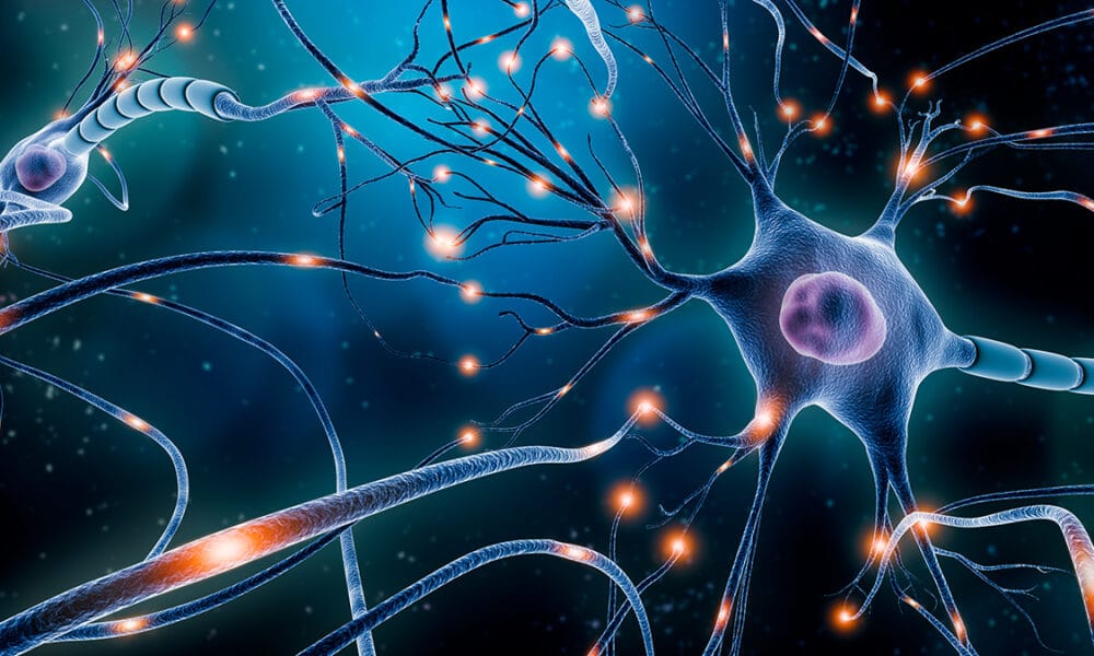 Neuroplasticidad cerebral: Implicaciones del aprendizaje, memoria, y recuperación clínica