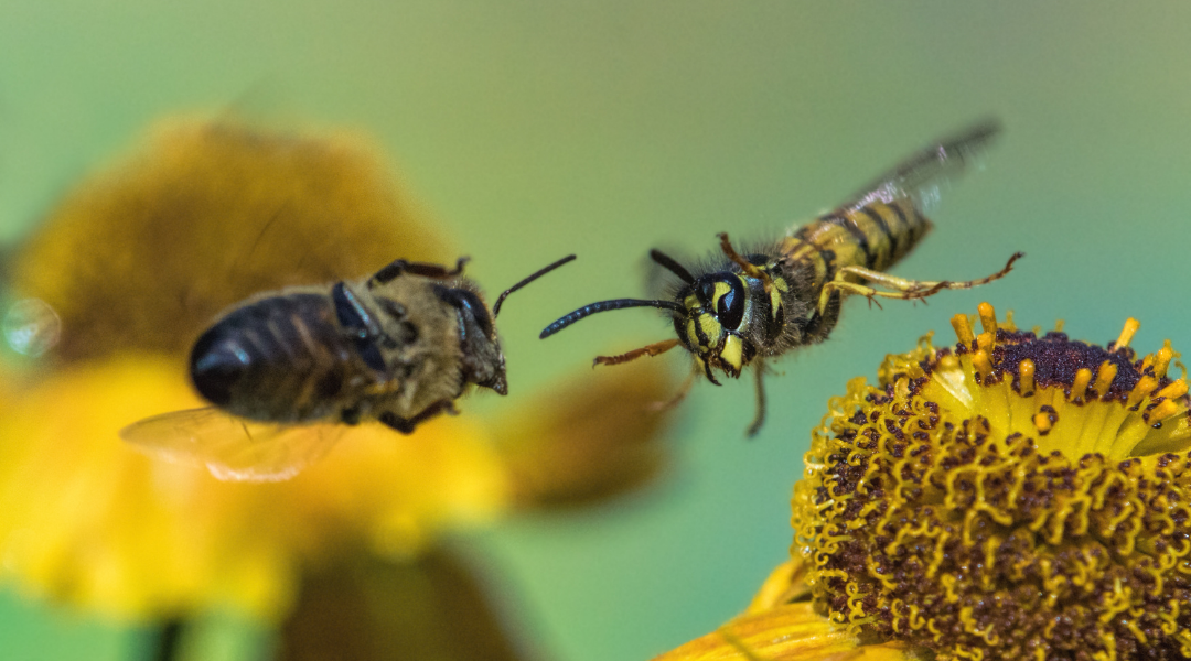Abejas y avispas: existen por algo