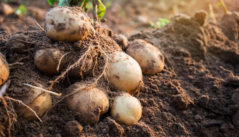 La cooperación científica entre la UCR y las universidades chinas fortalece la investigación del cultivo de la papa