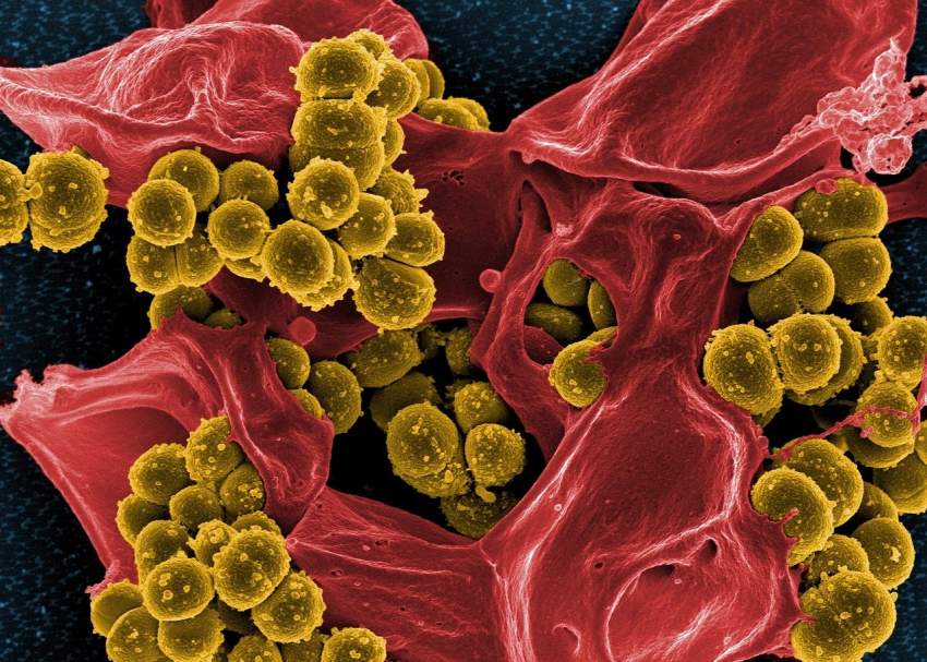 Bacterias ayudando en el control del cambio climático