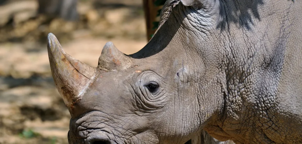 Los animales más grandes que aún existen