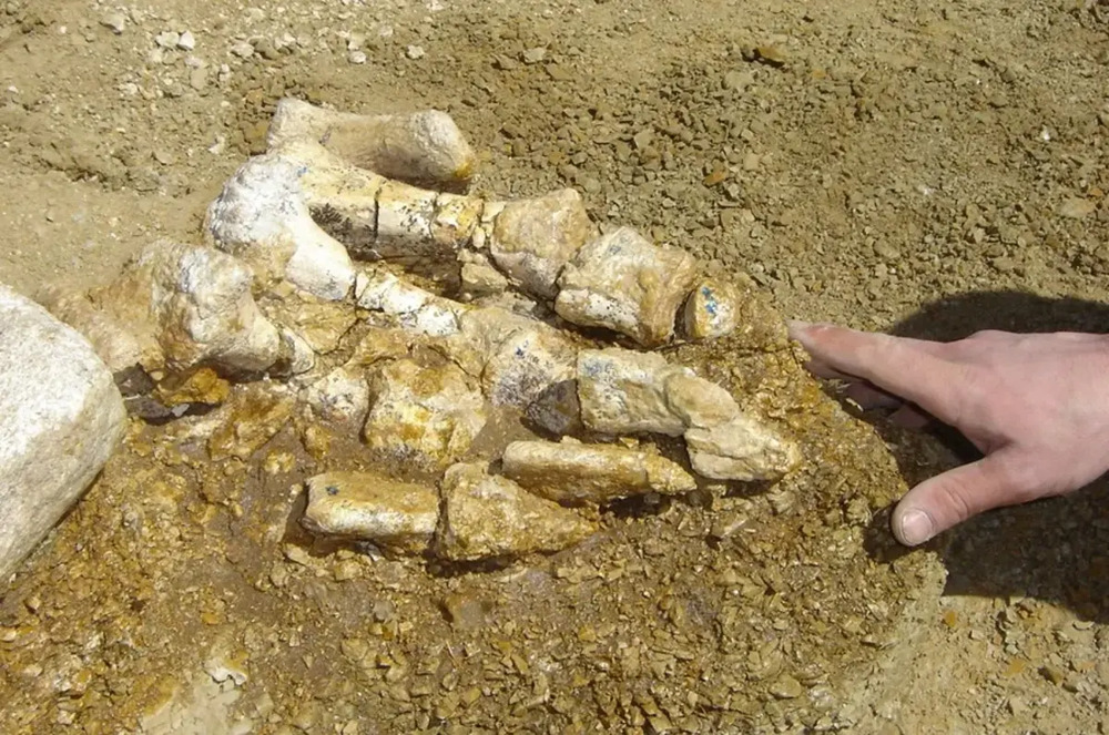 Confirman el primer fósil de dinosaurio hallado en la Antártida