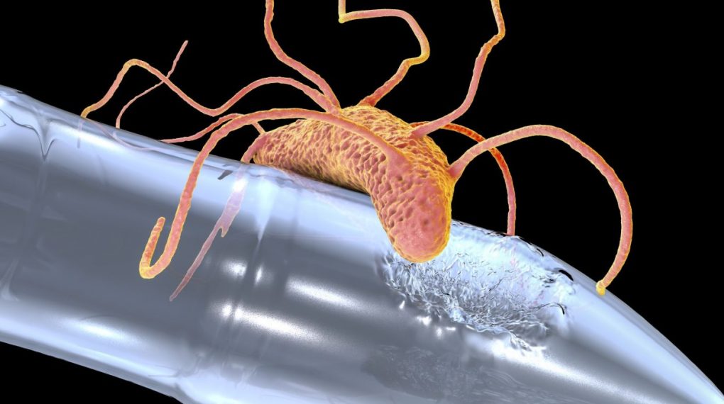 Bacterias come- plásticos (I)