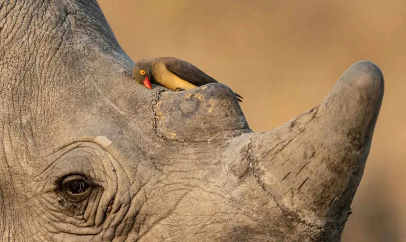 Los grandes candidatos al premio al Fotógrafo de Vida Silvestre del Año