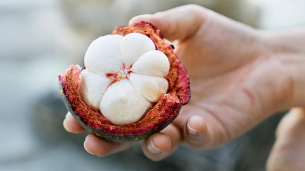 El Mangostán, “La Reina de las Frutas”