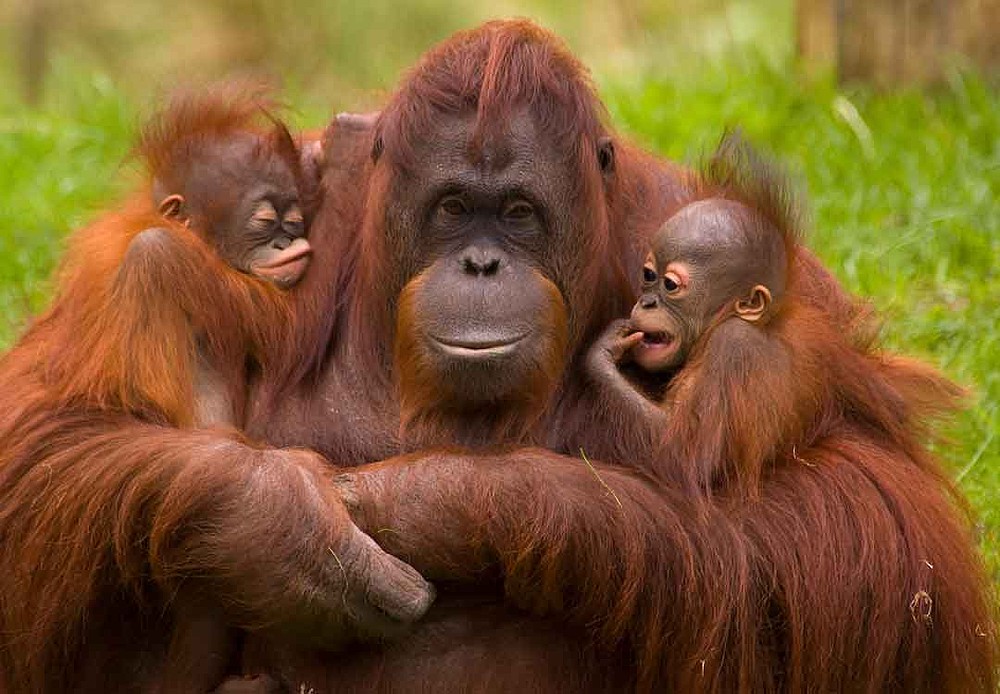 Se nos van los orangutanes