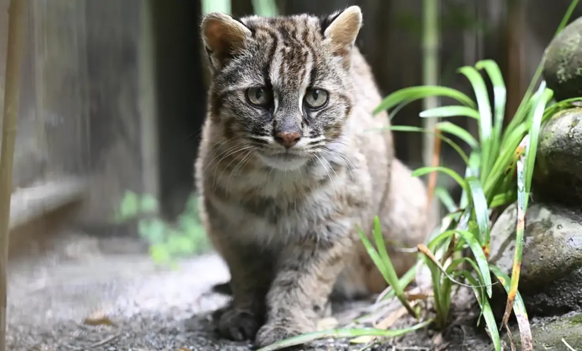 Gato leopardo de Tsushima se va quedando sin cola